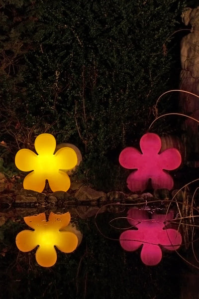 Shining Flower (Blume)